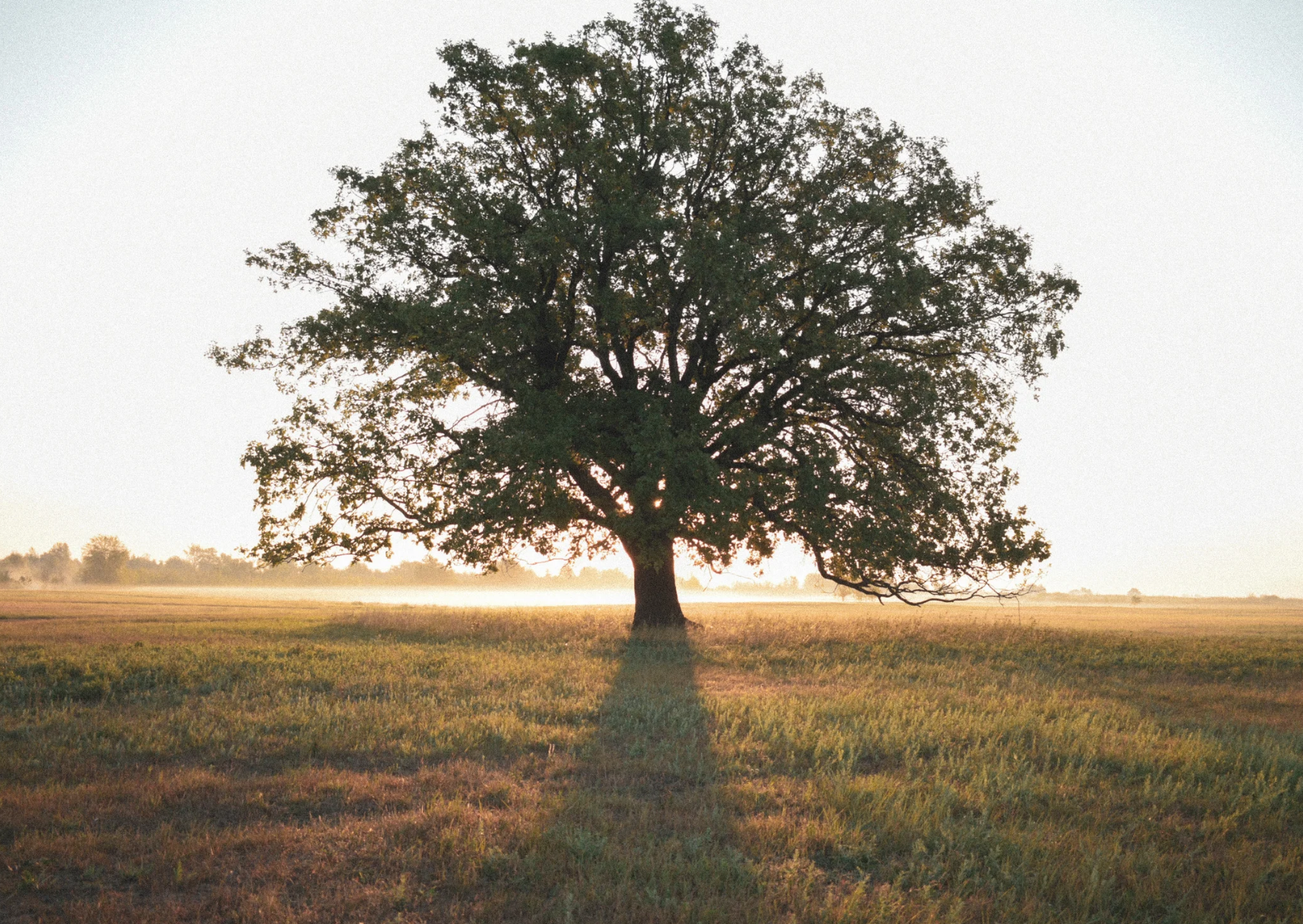 Benefits of Lote Tree