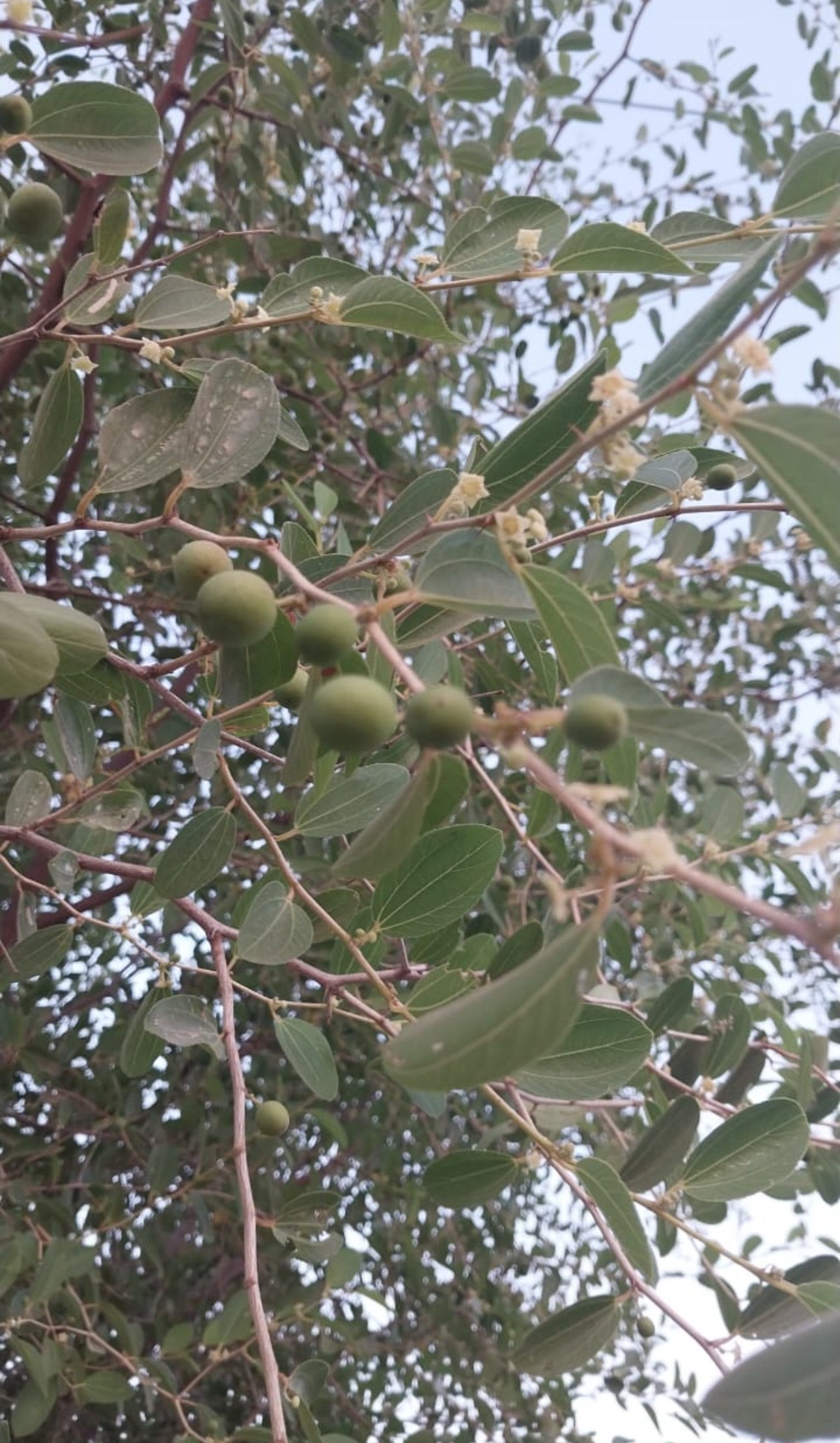 NEW Sacred Sidr (Lote) Leaf Oil 50ml