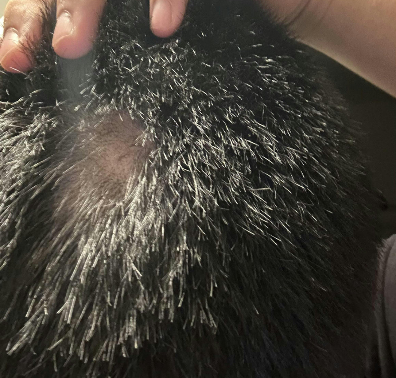 Original Sidr Leaf Shampoo Bar with Olive ~ Tackles Dandruff